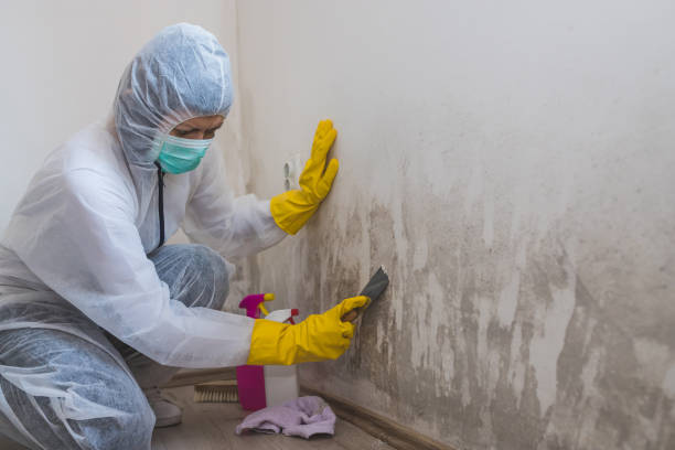 Best Office Mold Removal Services  in Wellsburg, WV