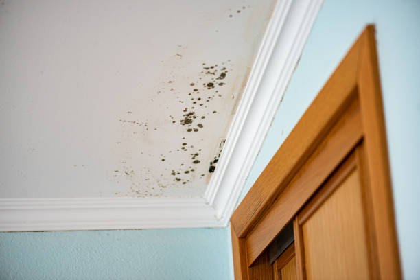 Professional Mold Removal in Wellsburg, WV