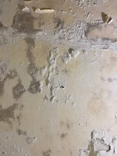 Home Mold Removal in Wellsburg, WV