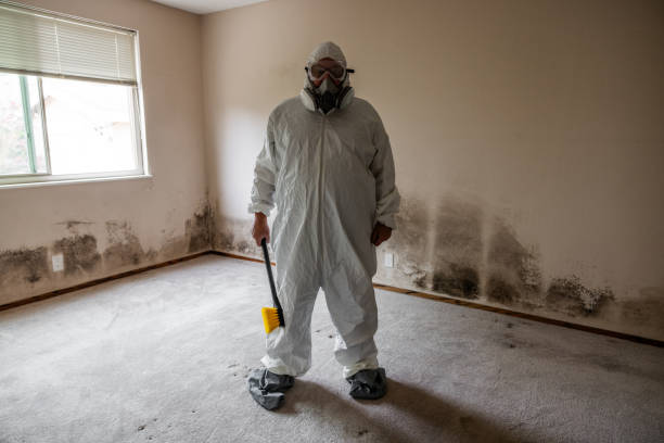 Office Mold Removal Services in Wellsburg, WV