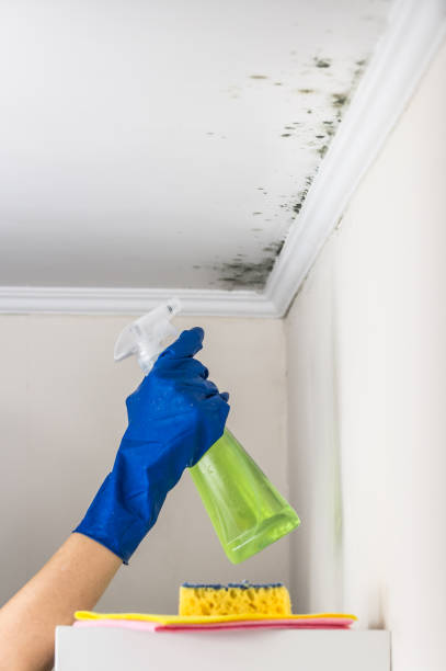 Best Residential Mold Removal  in Wellsburg, WV